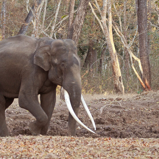 Certificate Course in Wildlife