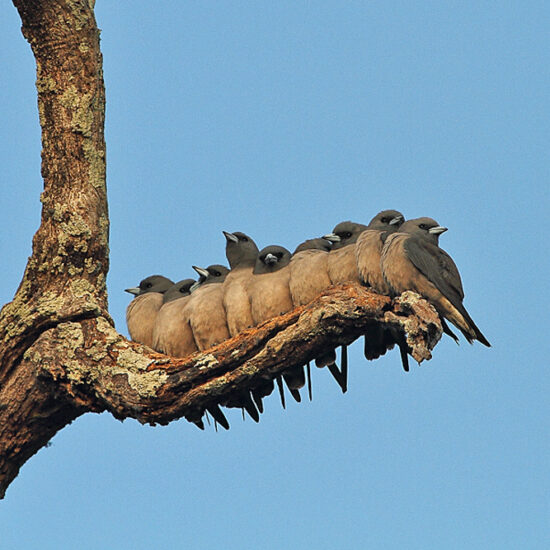 Certified Birding Guide