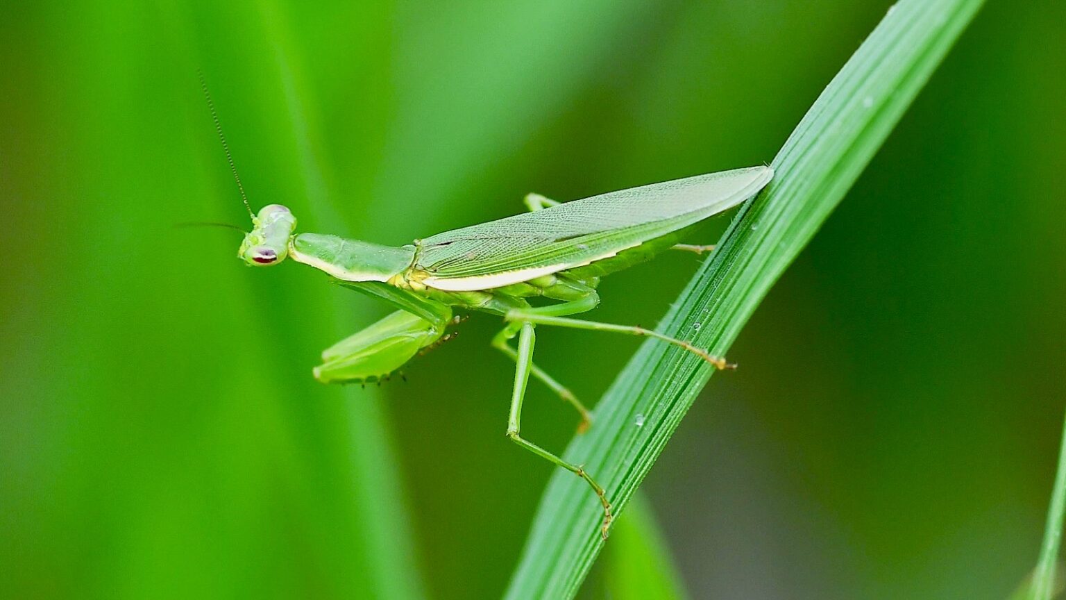 Natural Mantis The World of Mantises: An Unmissable Exhibition - The Naturalist School